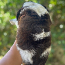 Load image into Gallery viewer, RASCAL - Male Toy Spoodle - Ready 31st Jan