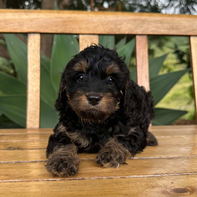 REIGN - Female  Toy Cavoodle - Ready 17th Feb