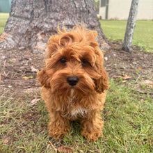 Load image into Gallery viewer, REMY - Female Toy  Cavoodle - Ready Now