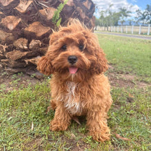 Load image into Gallery viewer, REMY - Female Toy  Cavoodle - Ready Now
