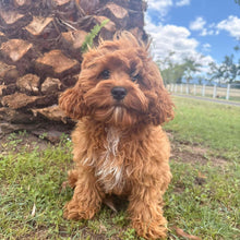 Load image into Gallery viewer, REMY - Female Toy  Cavoodle - Ready Now