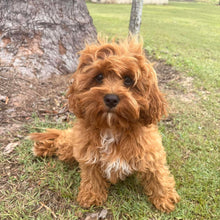 Load image into Gallery viewer, REMY - Female Toy  Cavoodle - Ready Now
