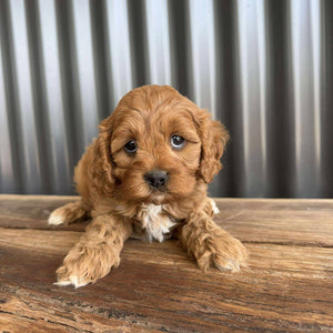 REMY - Female Toy  Cavoodle - Ready 23rd Oct