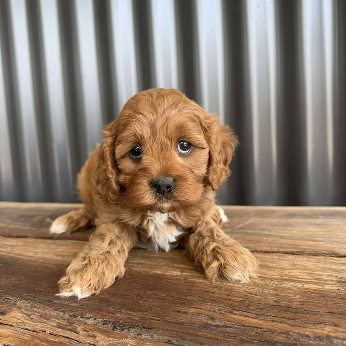 REMY - Female Toy  Cavoodle - Ready 23rd Oct