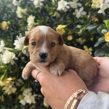 Load image into Gallery viewer, RHEGAN - Female Toy Cavoodle - Ready 28th Nov