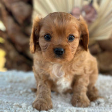 Load image into Gallery viewer, RIGGS - Male Cavalier - Ready 23rd Aug
