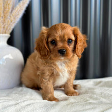 Load image into Gallery viewer, RIGGS - Male Cavalier - Ready 23rd Aug