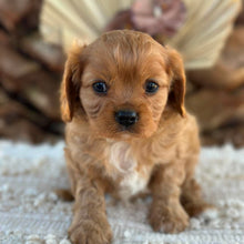 Load image into Gallery viewer, RIGGS - Male Cavalier - Ready 23rd Aug
