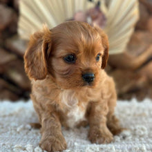 Load image into Gallery viewer, RIGGS - Male Cavalier - Ready 23rd Aug