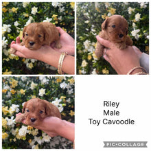 Load image into Gallery viewer, RILEY - Male Toy Cavoodle - Ready 28th Nov