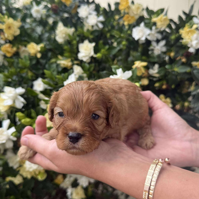 RILEY - Male Toy Cavoodle - Ready 28th Nov