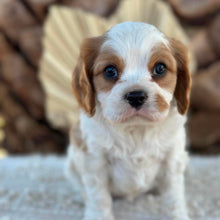 Load image into Gallery viewer, RIPPLE - Male Cavalier - Ready 23rd Aug