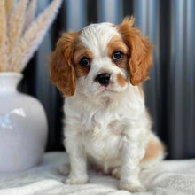 Load image into Gallery viewer, RIPPLE - Male Cavalier - Ready 23rd Aug