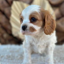 Load image into Gallery viewer, RIPPLE - Male Cavalier - Ready 23rd Aug