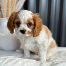 Load image into Gallery viewer, RIPPLE - Male Cavalier - Ready 23rd Aug
