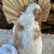Load image into Gallery viewer, RIPPLE - Male Cavalier - Ready 23rd Aug