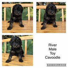 Load image into Gallery viewer, RIVER - Male Toy Cavoodle - Ready 17th Feb