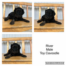 Load image into Gallery viewer, RIVER - Male Toy Cavoodle - Ready 17th Feb