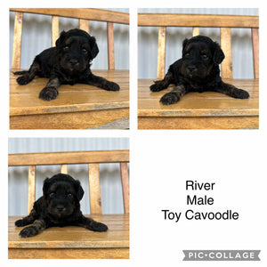 RIVER - Male Toy Cavoodle - Ready 17th Feb