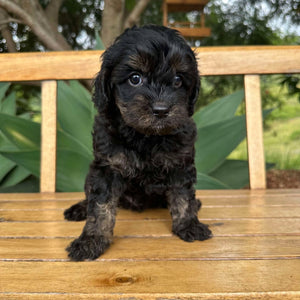 RIVER - Male Toy Cavoodle - Ready 17th Feb