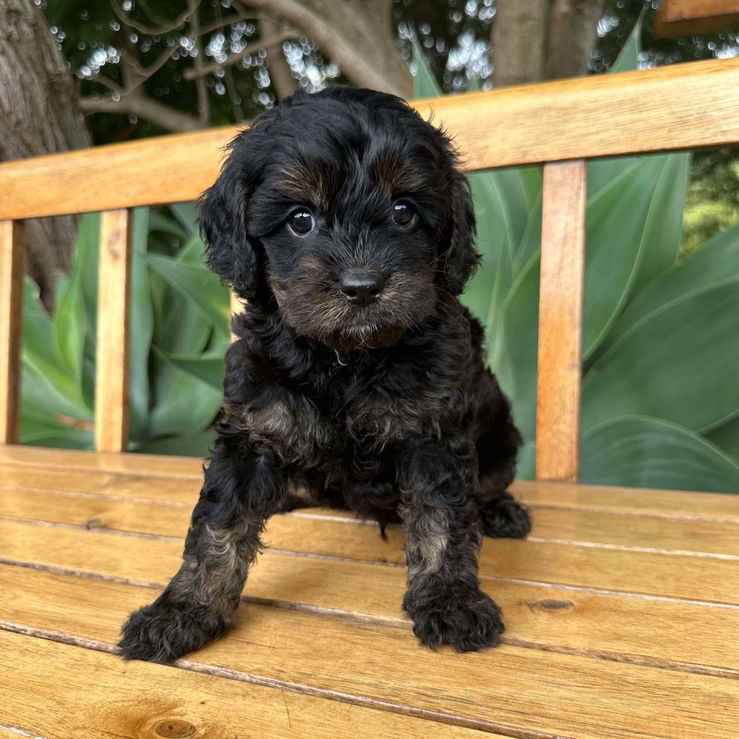 RIVER - Male Toy Cavoodle - Ready 17th Feb