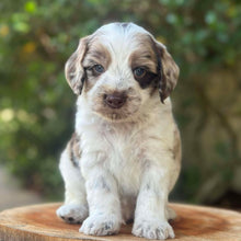 Load image into Gallery viewer, ROBIN - Male Toy Spoodle - Ready 31st Jan