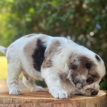 Load image into Gallery viewer, ROBIN - Male Toy Spoodle - Ready 31st Jan