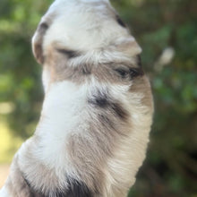 Load image into Gallery viewer, ROBIN - Male Toy Spoodle - Ready 31st Jan