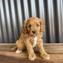 Load image into Gallery viewer, ROCCO - Male Toy  Cavoodle - Ready Now