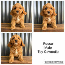 Load image into Gallery viewer, ROCCO - Male Toy  Cavoodle - Ready Now