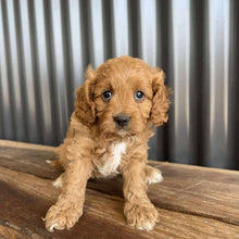 Load image into Gallery viewer, ROCCO - Male Toy  Cavoodle - Ready Now