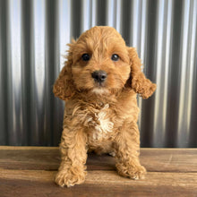 Load image into Gallery viewer, ROCCO - Male Toy  Cavoodle - Ready Now