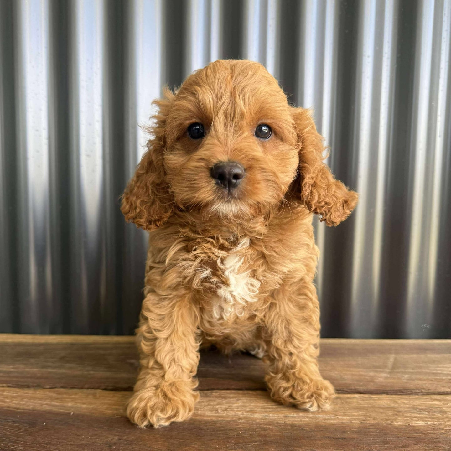 ROCCO - Male Toy  Cavoodle - Ready Now