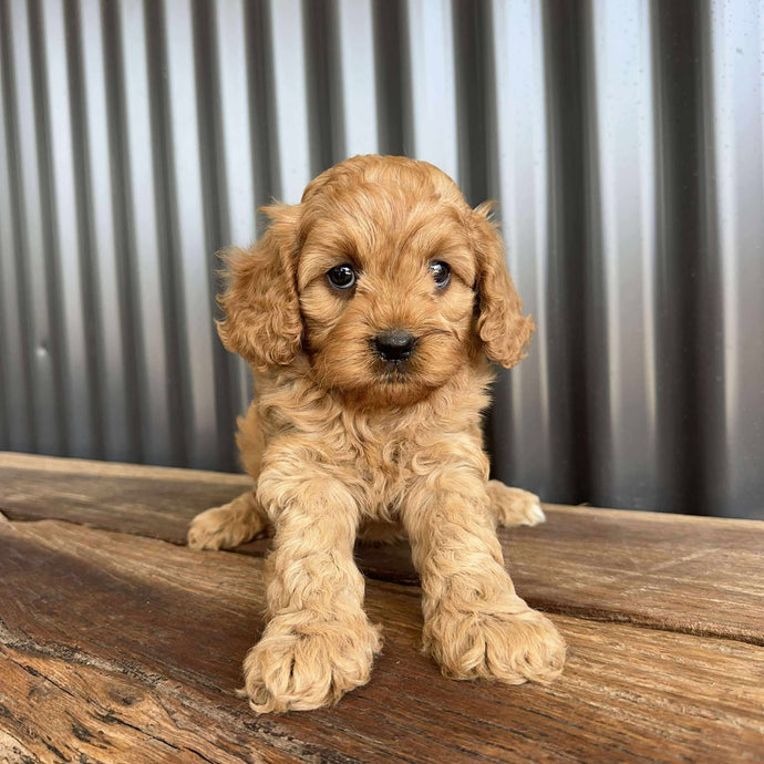ROCKET - Male Toy  Cavoodle - Ready 23rd Oct