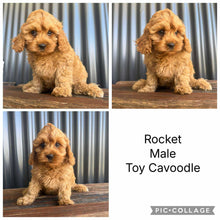 Load image into Gallery viewer, ROCKET - Male Toy  Cavoodle - Ready Now