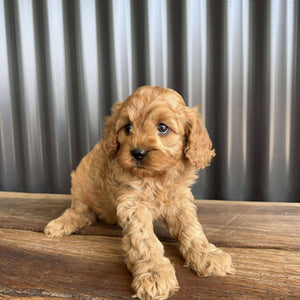 ROCKET - Male Toy  Cavoodle - Ready 23rd Oct