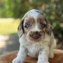 Load image into Gallery viewer, ROLO - Male Toy Spoodle - Ready 31st Jan