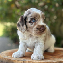 Load image into Gallery viewer, ROLO - Male Toy Spoodle - Ready 31st Jan