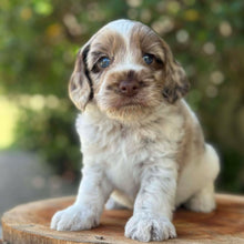 Load image into Gallery viewer, ROLO - Male Toy Spoodle - Ready 31st Jan