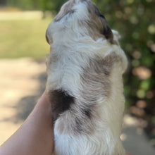 Load image into Gallery viewer, ROLO - Male Toy Spoodle - Ready 31st Jan