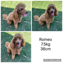 Load image into Gallery viewer, HENNIE - Female Mini Spoodle - Ready 4th August