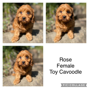 .ROSE - Female Toy Cavoodle - Ready Now
