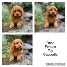 Load image into Gallery viewer, .ROSE - Female Toy Cavoodle - Ready Now