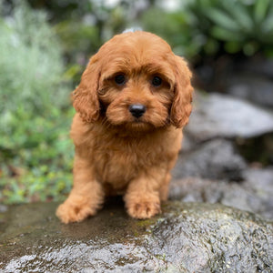 .ROSE - Female Toy Cavoodle - Ready Now