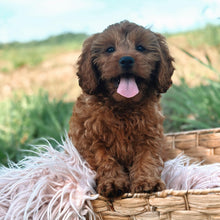 Load image into Gallery viewer, .ROSE - Female Toy Cavoodle - Ready Now