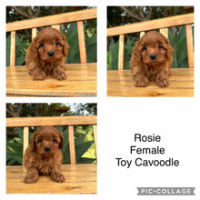 Load image into Gallery viewer, ROSIE - Female  Toy Cavoodle - Ready 17th Feb