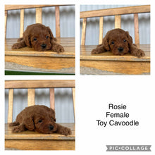 Load image into Gallery viewer, ROSIE - Female  Toy Cavoodle - Ready 17th Feb