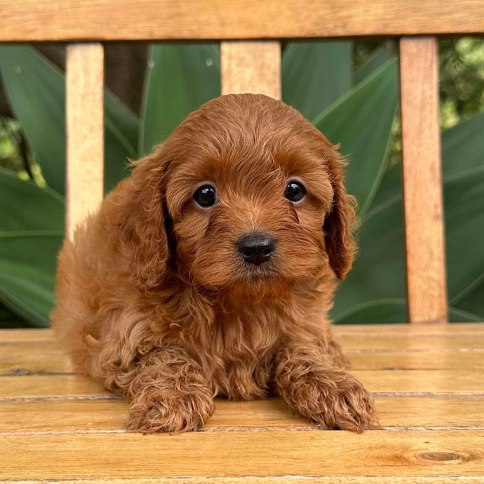 ROSIE - Female  Toy Cavoodle - Ready 17th Feb