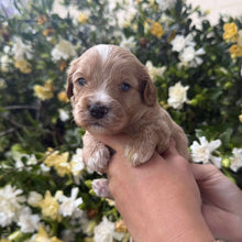 Load image into Gallery viewer, ROUFUS - Male Toy Cavoodle - Ready 28th Nov