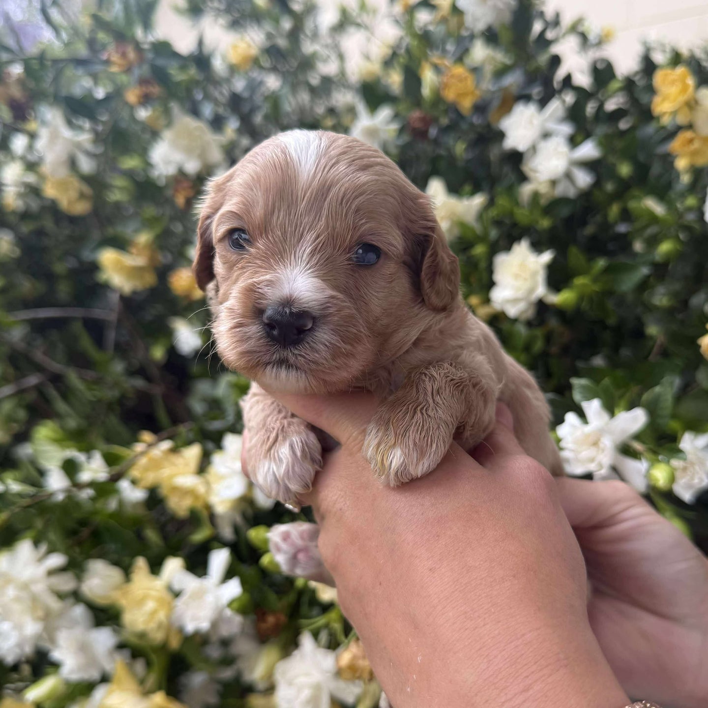ROUFUS - Male Toy Cavoodle - Ready 28th Nov